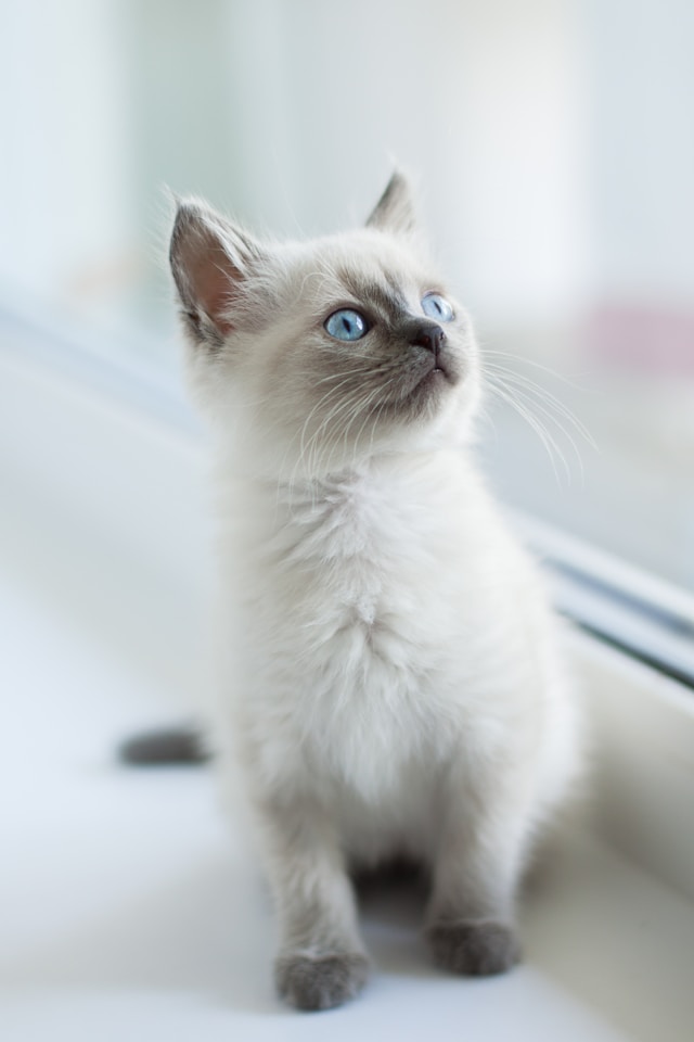 Kot do adopcji